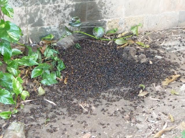 A 15-year-old bee hive torched by the municipal corporation employees in a Sector 4, Chandigarh , bungalow in 2009. (Vikram Jit Singh ) A 15-year-old bee hive torched by the municipal corporation employees in a Sector 4, Chandigarh , bungalow in 2009. (Vikram Jit Singh )