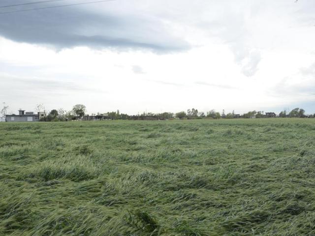 Strong winds that accompanied the rain left wheat flattened in Amritsar too. (sameer sehgal/HT)