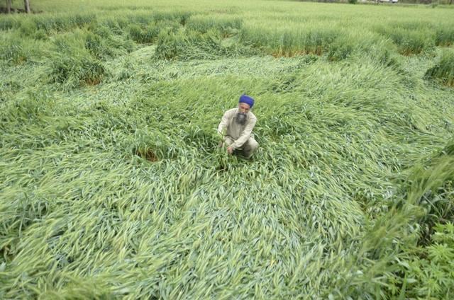 A farmer checks his wheat crop which has been damaged due to the heavy rainfall. (Sameer Sehgal/HT Photo) A farmer checks his wheat crop which has been damaged due to the heavy rainfall. (Sameer Sehgal/HT Photo)