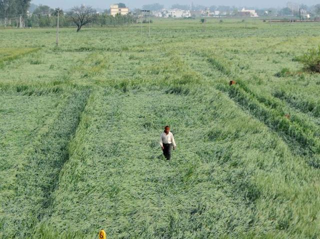 A farmer inspects his flattened wheat crop at Khera Jattan village in Patiala on Saturday. (bharat bhushan/ht)