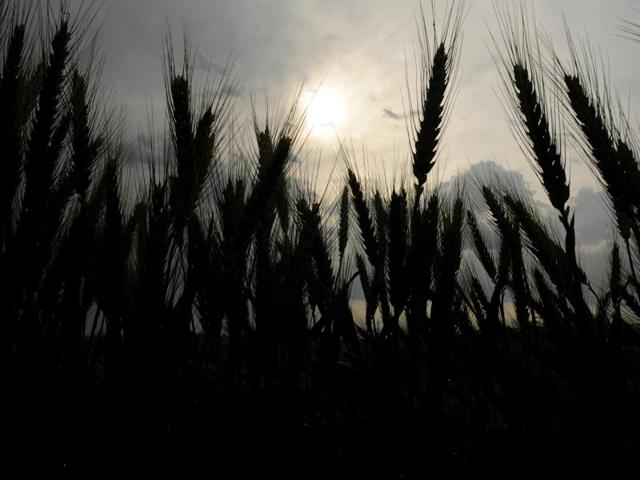 Wheat has suffered damage across the region; seen here is a field in Patiala on Saturday. (Bharat Bhushan /HT )