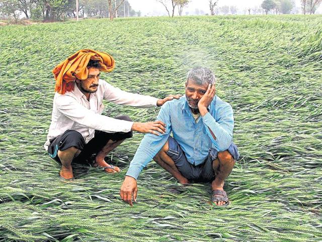 Last year, three spells of similar unseasonal rains flattened crops in 10 million hectares in at least 150 districts. (Manoj Dhaka / HT File Photo) Last year, three spells of similar unseasonal rains flattened crops in 10 million hectares in at least 150 districts. (Manoj Dhaka / HT File Photo)