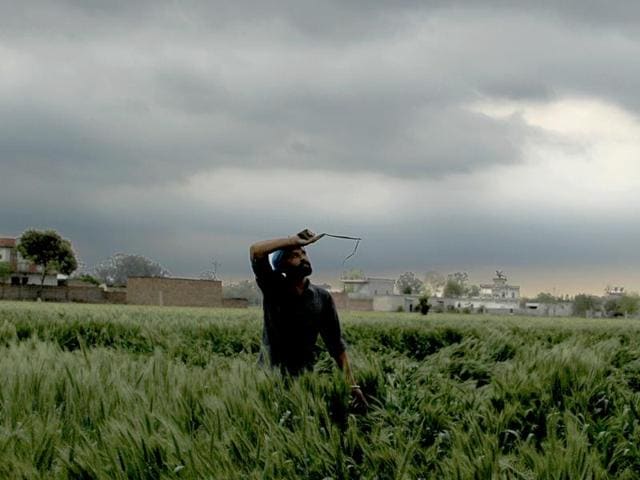 A farmer trying to straighten flattened wheat crop after damage caused by rain on Saturday. (Sanjeev Kumar/HT Photo) A farmer trying to straighten flattened wheat crop after damage caused by rain on Saturday. (Sanjeev Kumar/HT Photo)