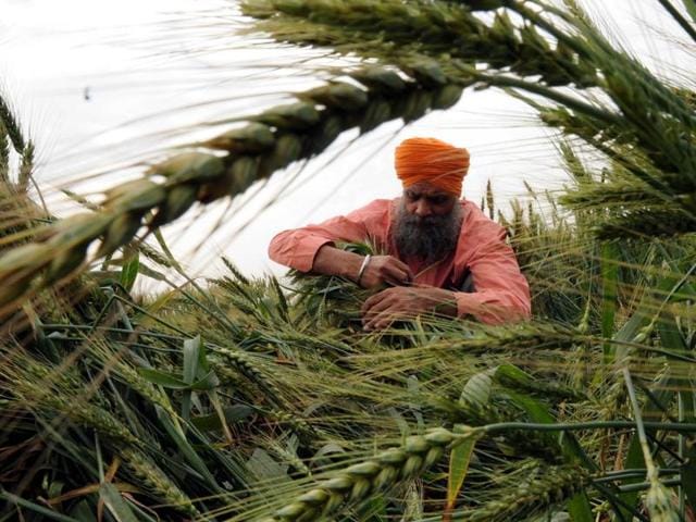 Heavy rainfall along with high-velocity winds has inundated the fields with rain water and caused lodging of the crop which according to experts and farmers will affect the crop yield.(HT PHOTO) Heavy rainfall along with high-velocity winds has inundated the fields with rain water and caused lodging of the crop which according to experts and farmers will affect the crop yield.(HT PHOTO)