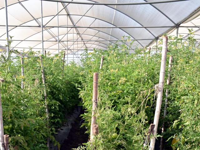 Farmers are growing crops of early ripening varieties.(HT photo) Farmers are growing crops of early ripening varieties.(HT photo)
