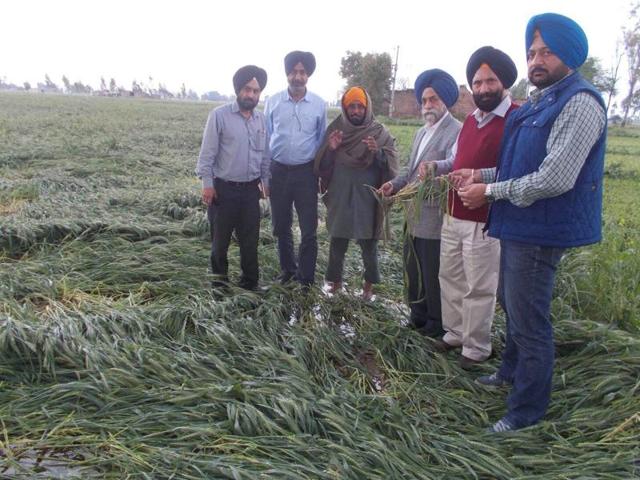 Punjab agriculture director (second from right) Gurdial Singh along with other officials inspecting the fields near Amritsar on Sunday. (HT Photo) Punjab agriculture director (second from right) Gurdial Singh along with other officials inspecting the fields near Amritsar on Sunday. (HT Photo)