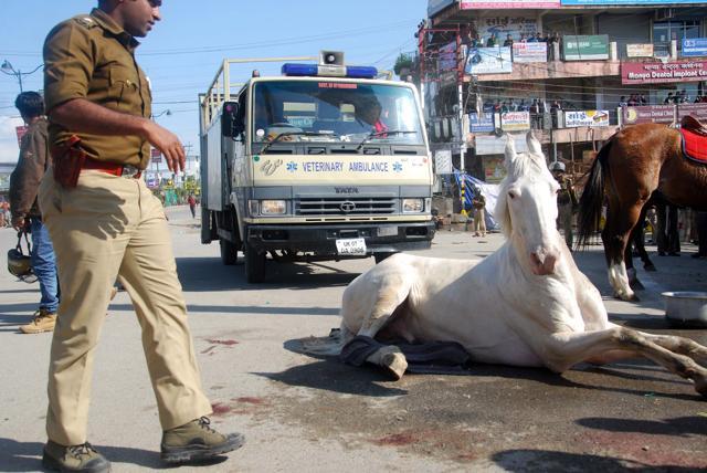 Police horse Shaktimaan got his leg fracture, during a BJP rally at Vidhansabha in Dehradun, India, on Monday, March 14, 2016. (Vinay Santosh Kumar/Hindustan Times) Police horse Shaktimaan got his leg fracture, during a BJP rally at Vidhansabha in Dehradun, India, on Monday, March 14, 2016. (Vinay Santosh Kumar/Hindustan Times)