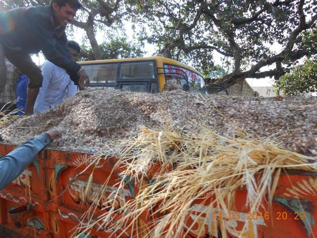 Farmers in Banda tehsil of Sagar district display hailstones at the SDM office. (HT photo) Farmers in Banda tehsil of Sagar district display hailstones at the SDM office. (HT photo)