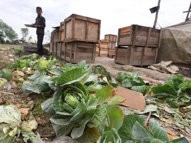Vegetable crops appear damaged at the Art of Living's World Culture Festival. (Raj K Raj/ HT photo) 