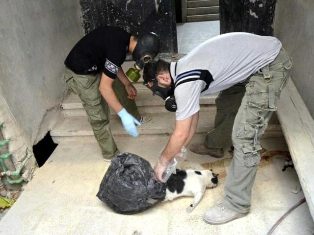Activists wearing gas masks bag a dead cat as they collect samples for chemical weapon use, in Zamalka area, Damascus. (Reuters File Photo) Activists wearing gas masks bag a dead cat as they collect samples for chemical weapon use, in Zamalka area, Damascus. (Reuters File Photo)