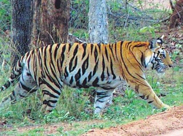 The profiling will help in understanding the origin of tiger parts during criminal offences.(HT file photo)