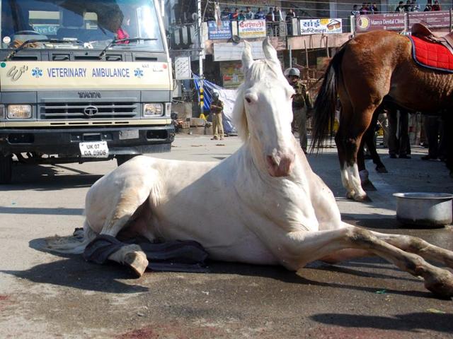 Police horse Shaktimaan got his leg fractured during a BJP rally at Uttarakhand assembly in Dehradun on Monday. (Vinay Santosh Kumar) Police horse Shaktimaan got his leg fractured during a BJP rally at Uttarakhand assembly in Dehradun on Monday. (Vinay Santosh Kumar)