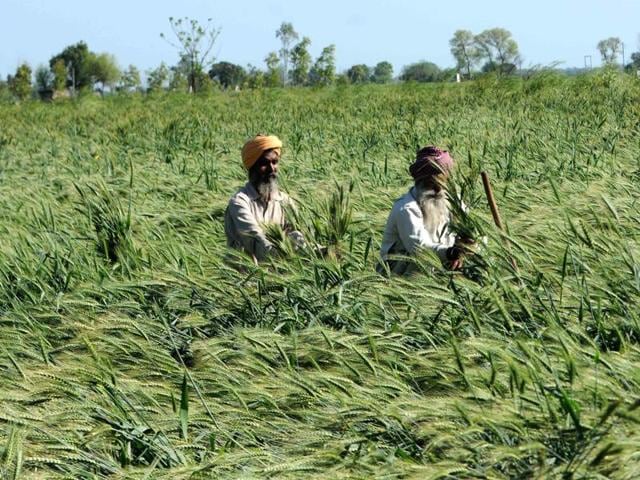 Rains have been deficient for two years now, depressing farm incomes and leaving food-bowl states parched. (HT Photo) Rains have been deficient for two years now, depressing farm incomes and leaving food-bowl states parched. (HT Photo)