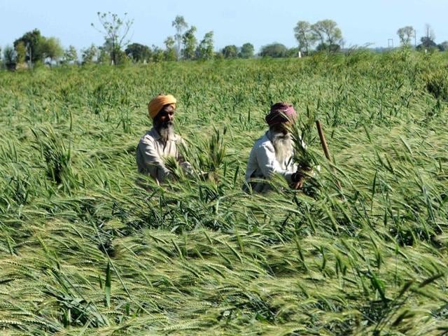 Farmers in Patiala tend to flattened wheat crops. Heavy rains induced by westerly disturbances flattened the wheat crop less than a month before harvest in key food-producing states. (Bharat Bhushan/HT Photo) Farmers in Patiala tend to flattened wheat crops. Heavy rains induced by westerly disturbances flattened the wheat crop less than a month before harvest in key food-producing states. (Bharat Bhushan/HT Photo)