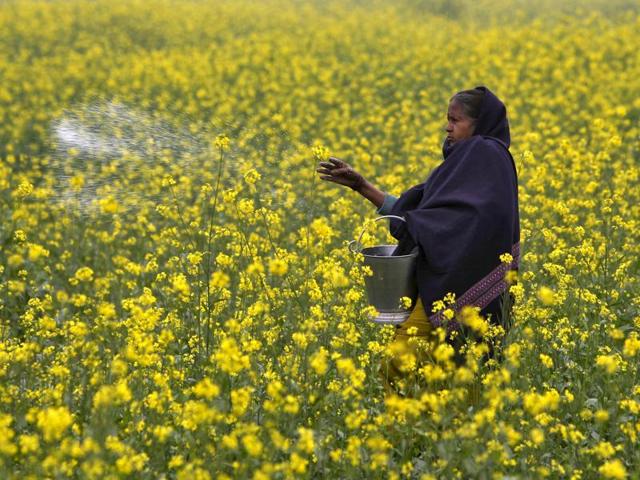 Spurred by food security concerns, the Centre is pushing for support from state governments to use GM mustard seeds commercially. However, anti-GM activists argue introducing GM seeds to revive the agriculture sector will only give GM producing companies market monopoly instead of benefitting farmers.(Reuters File Photo)