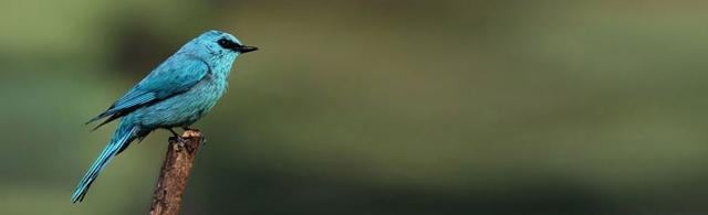 Pangot is remarkable for its rich wildlife. (www.pangot.com)