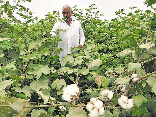 The introduction of Monsanto’s GM cotton seeds in 2002 helped turn India into the biggest producer of the fibre, while other crops like pulses continue to suffer as transgenic food is banned and local research has stalled. (AFP Photo) The introduction of Monsanto’s GM cotton seeds in 2002 helped turn India into the biggest producer of the fibre, while other crops like pulses continue to suffer as transgenic food is banned and local research has stalled. (AFP Photo)
