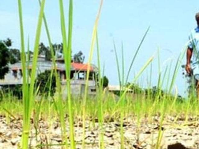 A farmer in Jattari area of Aligarh district died of shock on Monday night after seeing the heavy damage suffered by his crops. Jattari and Tappal areas of the district were hit by intense rains and hailstones on Friday and Saturday. A farmer in Jattari area of Aligarh district died of shock on Monday night after seeing the heavy damage suffered by his crops. Jattari and Tappal areas of the district were hit by intense rains and hailstones on Friday and Saturday.