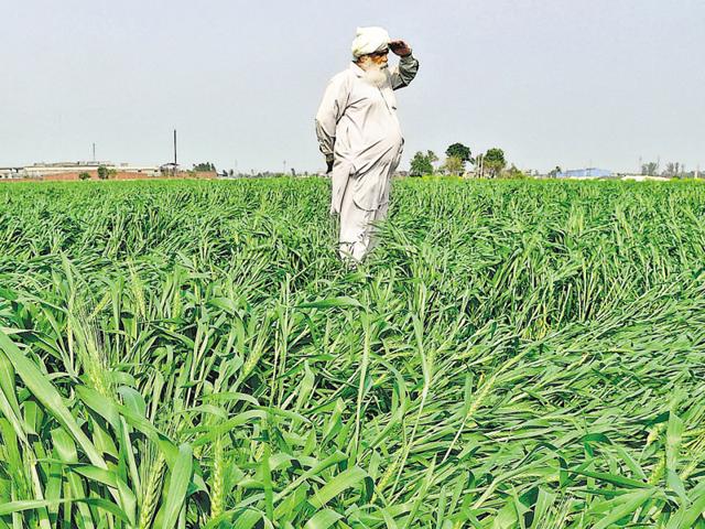 A farmer examining his wheat crop at Majra village near Ludhiana. (HT Photo) A farmer examining his wheat crop at Majra village near Ludhiana. (HT Photo)