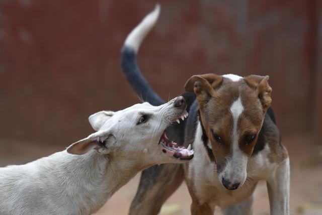 The dog census will include data on the number of dogs, their gender and their sterilisation status, said experts. It is likely to help understand the density and distribution of dog population. (Ravi Choudhary/ Hindustan Times) The dog census will include data on the number of dogs, their gender and their sterilisation status, said experts. It is likely to help understand the density and distribution of dog population. (Ravi Choudhary/ Hindustan Times)