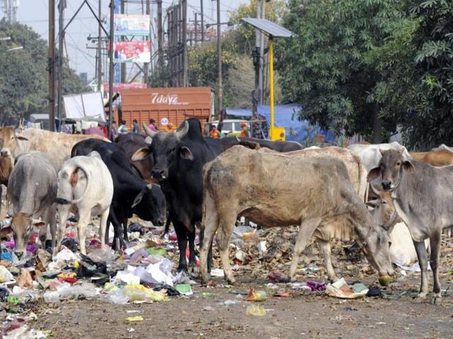 MCD sanitation workers dump garbage on the roads during strikes, causing hardships to Delhi residents. (File photo/ HT) MCD sanitation workers dump garbage on the roads during strikes, causing hardships to Delhi residents. (File photo/ HT)
