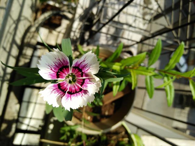 A macro shot taken using the Oppo F1 primary camera (Sarit Ray/HT) A macro shot taken using the Oppo F1 primary camera (Sarit Ray/HT)