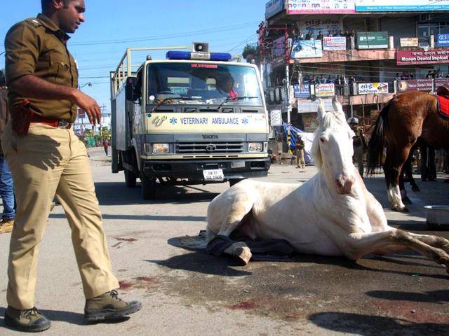 Police horse Shaktimaan got its leg fractured during a BJP rally at Uttarakhand assembly in Dehradun on Monday. (HT Photo) Police horse Shaktimaan got its leg fractured during a BJP rally at Uttarakhand assembly in Dehradun on Monday. (HT Photo)