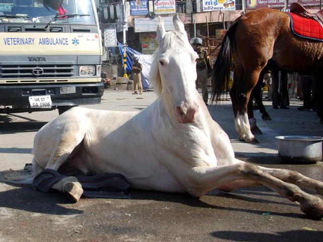 Police horse Shaktiman being operated by a team of doctors in Dehradun on Tuesday. (HT Photo) Police horse Shaktiman being operated by a team of doctors in Dehradun on Tuesday. (HT Photo)
