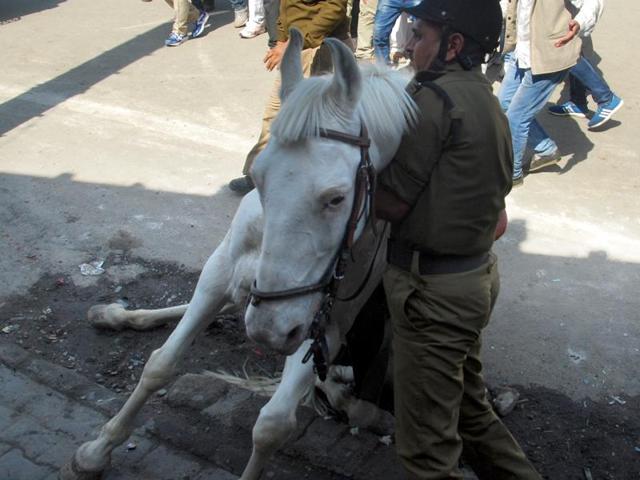 A man was arrested from Haldwani on Thursday in Nainital for pulling up the reins of the police horse and causing it to fall during the protest. A surgery was done on the leg of the horse on Tuesday. (HT Photo) A man was arrested from Haldwani on Thursday in Nainital for pulling up the reins of the police horse and causing it to fall during the protest. A surgery was done on the leg of the horse on Tuesday. (HT Photo)