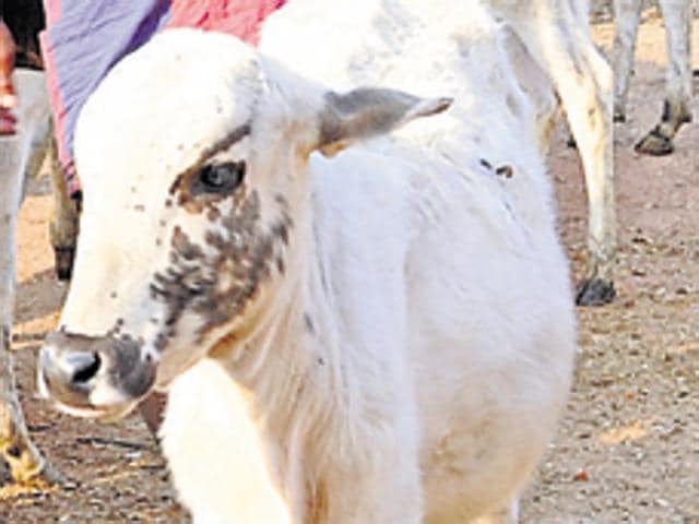 Some animal rights activists protested demanding cow to be declared as Mother of India. (HT File Photo) Some animal rights activists protested demanding cow to be declared as Mother of India. (HT File Photo)