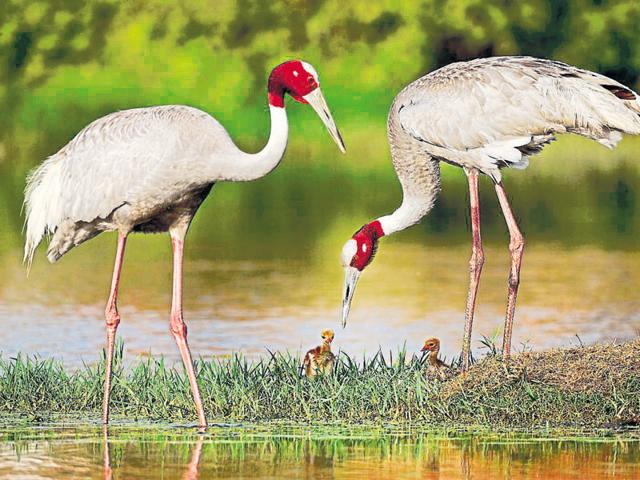 The marshland is home to a number of migratory birds including the Sarus crane, UP’s state bird.(Anand Arya) The marshland is home to a number of migratory birds including the Sarus crane, UP’s state bird.(Anand Arya)