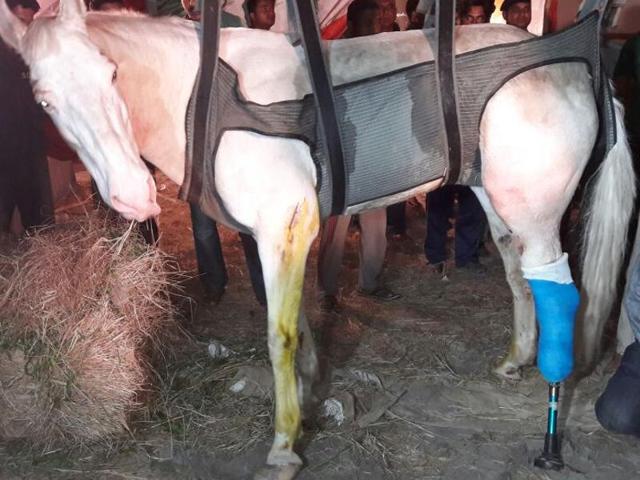 Shaktiman with its prosthetic leg at the police stables in Dehradun on Thursday night. (HT photo) Shaktiman with its prosthetic leg at the police stables in Dehradun on Thursday night. (HT photo)