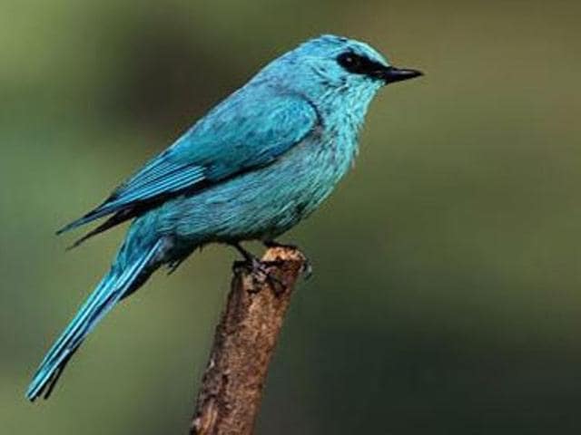 Pangot, Uttarkhand: A picturesque hill station about 15 kilometres from Nainital, the hamlet is famous for its bird life, with over 580 species in and around it.  (pangot.com) 