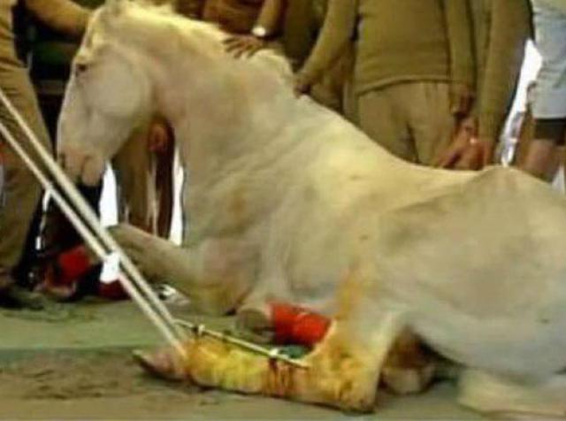 Bollywood stars expressed their rage over how a BJP MLA attacked a police horse Shaktiman during a rally. Bollywood stars expressed their rage over how a BJP MLA attacked a police horse Shaktiman during a rally.