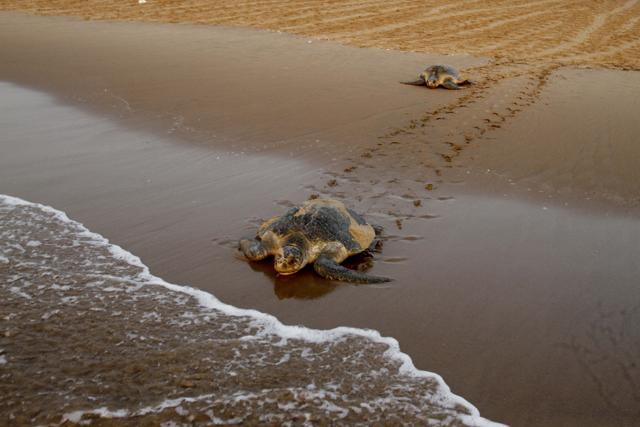 Meet the home-grown guardians of Odisha’s Olive Ridley turtles ...