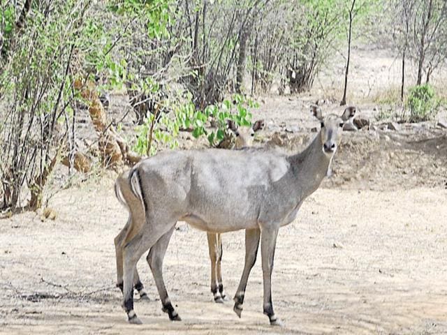 The Nilgai is an indigenous deer and is currently protected under the Wildlife Protection Act.(Parveen Kumar//HT Photo)