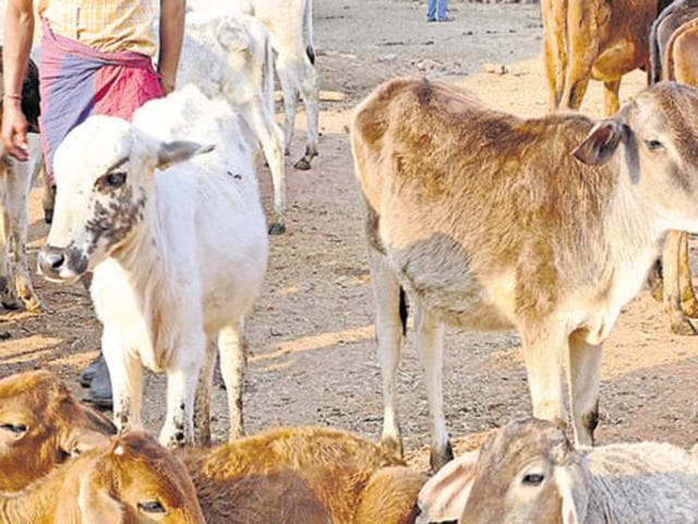 The bodies of the two Muslim cattle traders were found hanging from a tree in Jharkhand’s Latehar district on Friday.(HT file photo)