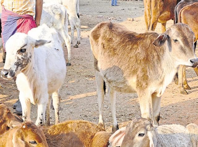 Instances of locals attacking people suspected of carrying or consuming cow meat have become all too common.(AP File Photo)