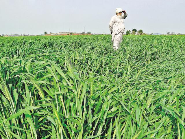 A farmer inspects his damaged wheat crop at Simbro, near Patiala, March 13 (Bharat Bhushan/HT) A farmer inspects his damaged wheat crop at Simbro, near Patiala, March 13 (Bharat Bhushan/HT)