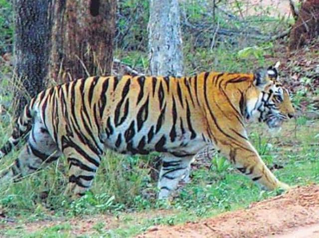 Killer tiger shot dead near Ooty, two cops sustain bullet injuries | Latest  News India - Hindustan Times