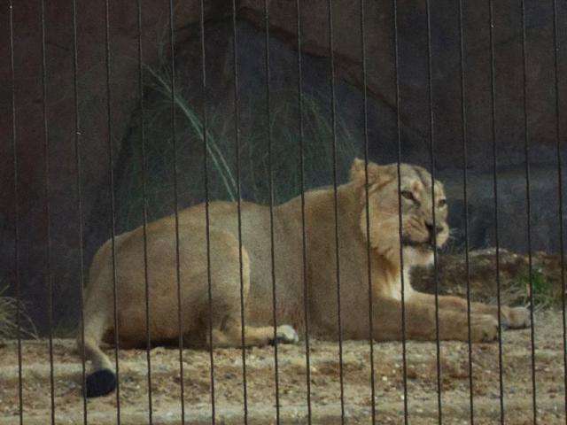 Land of the Lions will form a new breeding centre for a group of endangered Asiatic lions, of which only 500 remain in their natural habitat. (AFP Photo)