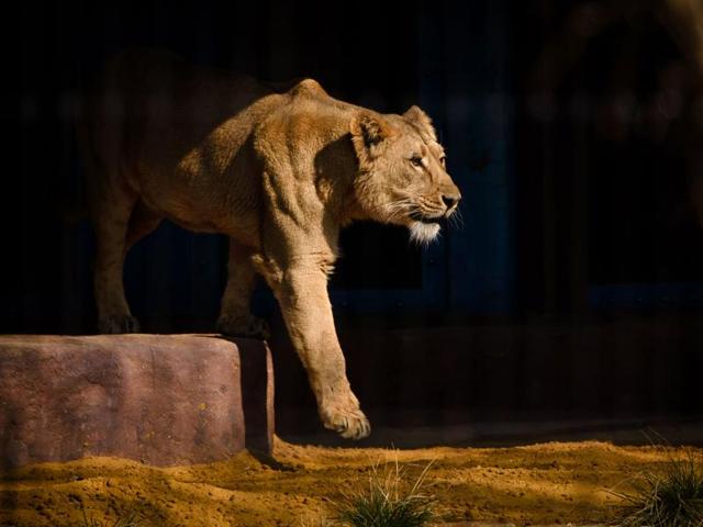 An Asiatic lioness is pictured in her enclosure at the ’The Land Of The Lions’ exhibit at London Zoo. (AFP Photo)