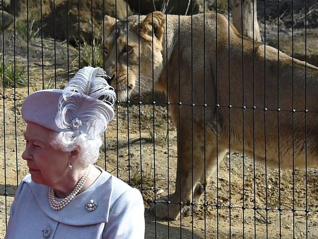 An Asiatic lioness looks towards Britain's Queen Elizabeth as she and Prince Philip officially opened the "Land of the Lions" enclosure at London Zoo. (Reuters Photo)