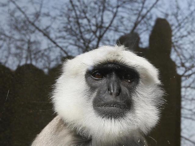 A Hanuman langur monkey looks through a glass enclosure, part of the new Land of the Lions display at the London Zoo. (AP Photo)