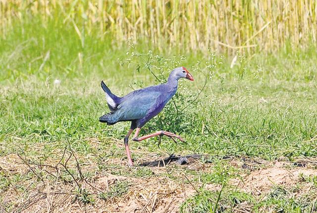 A swamphen in all its glory. (HT Photo) A swamphen in all its glory. (HT Photo)