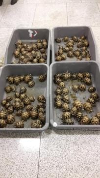 Endangered species of Tortoises being smuggled from Madagascar to Nepal caught by Mumbai Airport Customs (Twitter account of Kiran Kumar Karlapu) Endangered species of Tortoises being smuggled from Madagascar to Nepal caught by Mumbai Airport Customs (Twitter account of Kiran Kumar Karlapu)