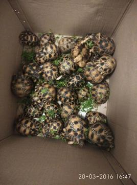 2 of the Radiated Tortoises died due to broken shell due to travel stress. Rest are alive and munching on coriander leaves (@scarysouthpaw Twitter account) 2 of the Radiated Tortoises died due to broken shell due to travel stress. Rest are alive and munching on coriander leaves (@scarysouthpaw Twitter account)