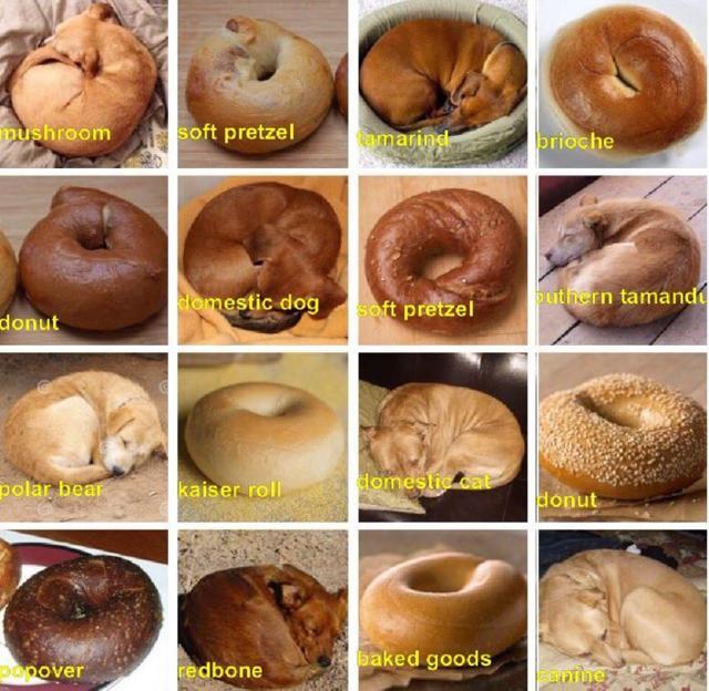 Puppy or bagel? (Twitter)