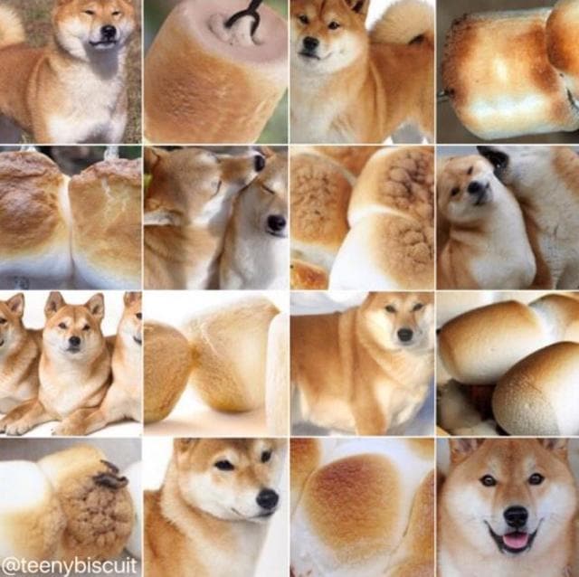 Shiba or marshmallow? (Twitter)