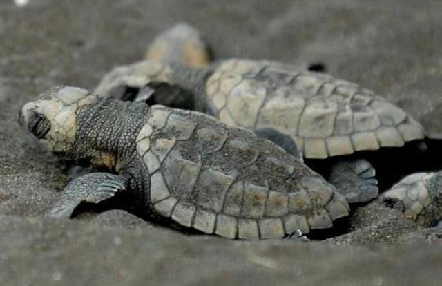 Enjoy a weekend at the offbeat holiday destination Velas — a small village in Ratnagiri district, famous for the Olive Ridley turtles Enjoy a weekend at the offbeat holiday destination Velas — a small village in Ratnagiri district, famous for the Olive Ridley turtles